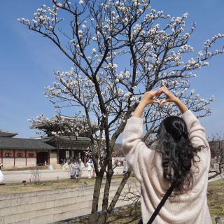 Gyeongbokgung in spring ✈️😇

#travelblogger #travelgram #traveler #koreatrip #visitkorea #visitseoul #wanderlust #wanderer #enjoylife #koreatravel #spring #bloom #chinesecherryblossom #whitecherryblossom #springtime #flowers